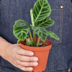 Calathea 'Zebrina' — held in hand for size reference