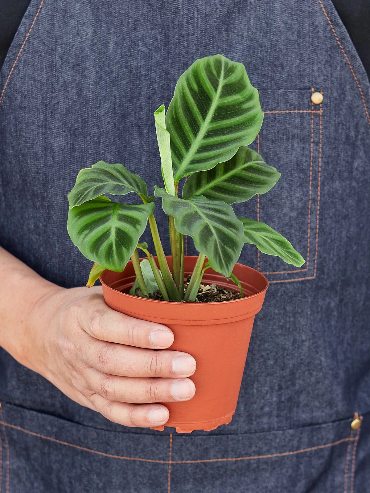 Calathea 