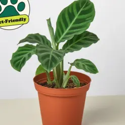 Calathea 'Zebrina' — additional view