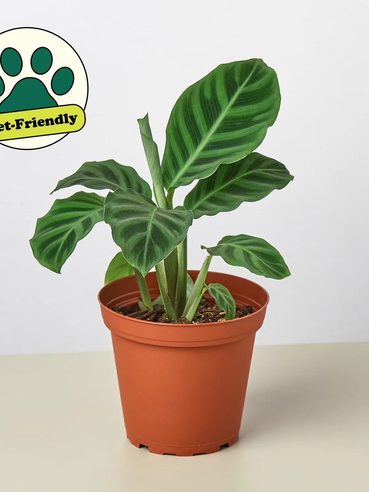 Calathea 