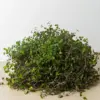 Calasia Repens Callisia houseplant