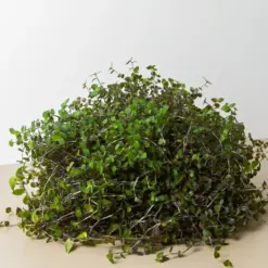 Calasia Repens Callisia houseplant