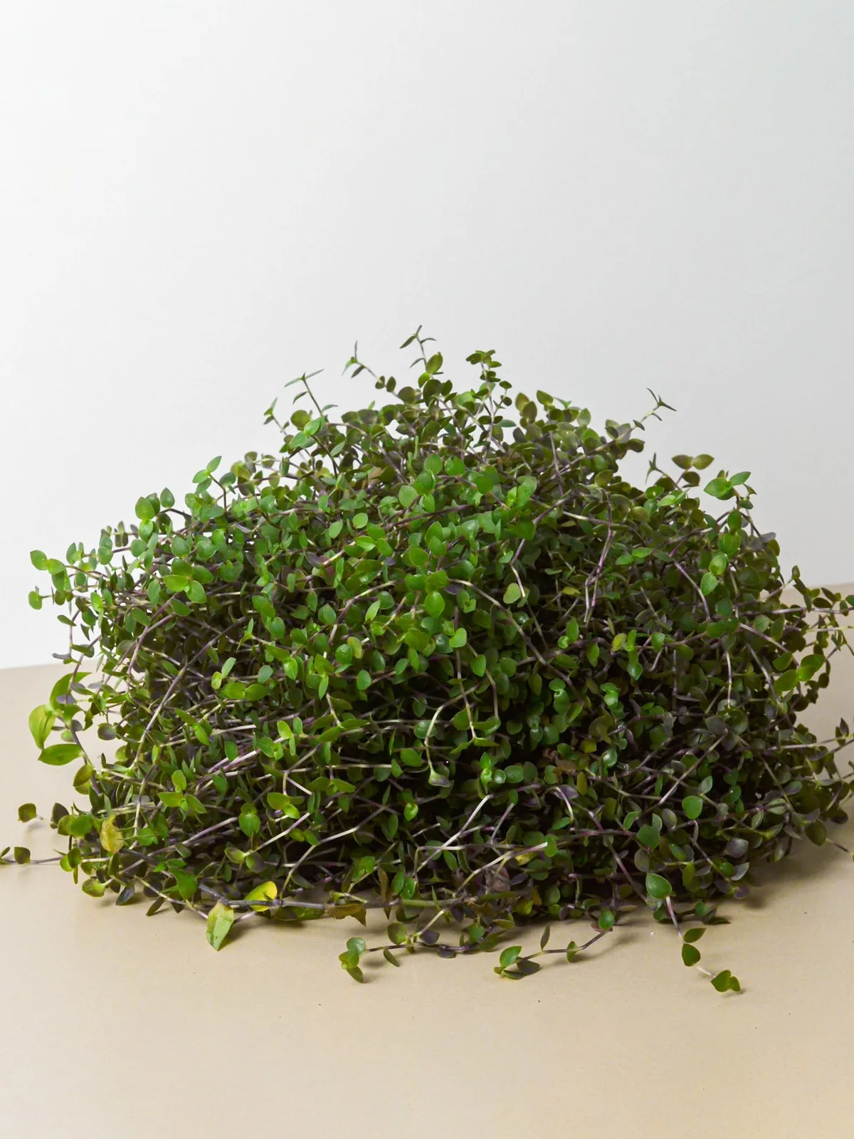 Calasia Repens Callisia houseplant