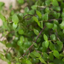 Calasia Repens Callisia — additional view