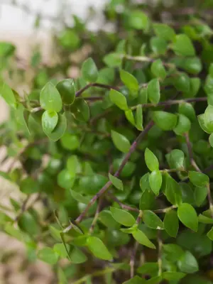 Calasia Repens Callisia — additional view