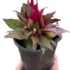 Celosia Red houseplant