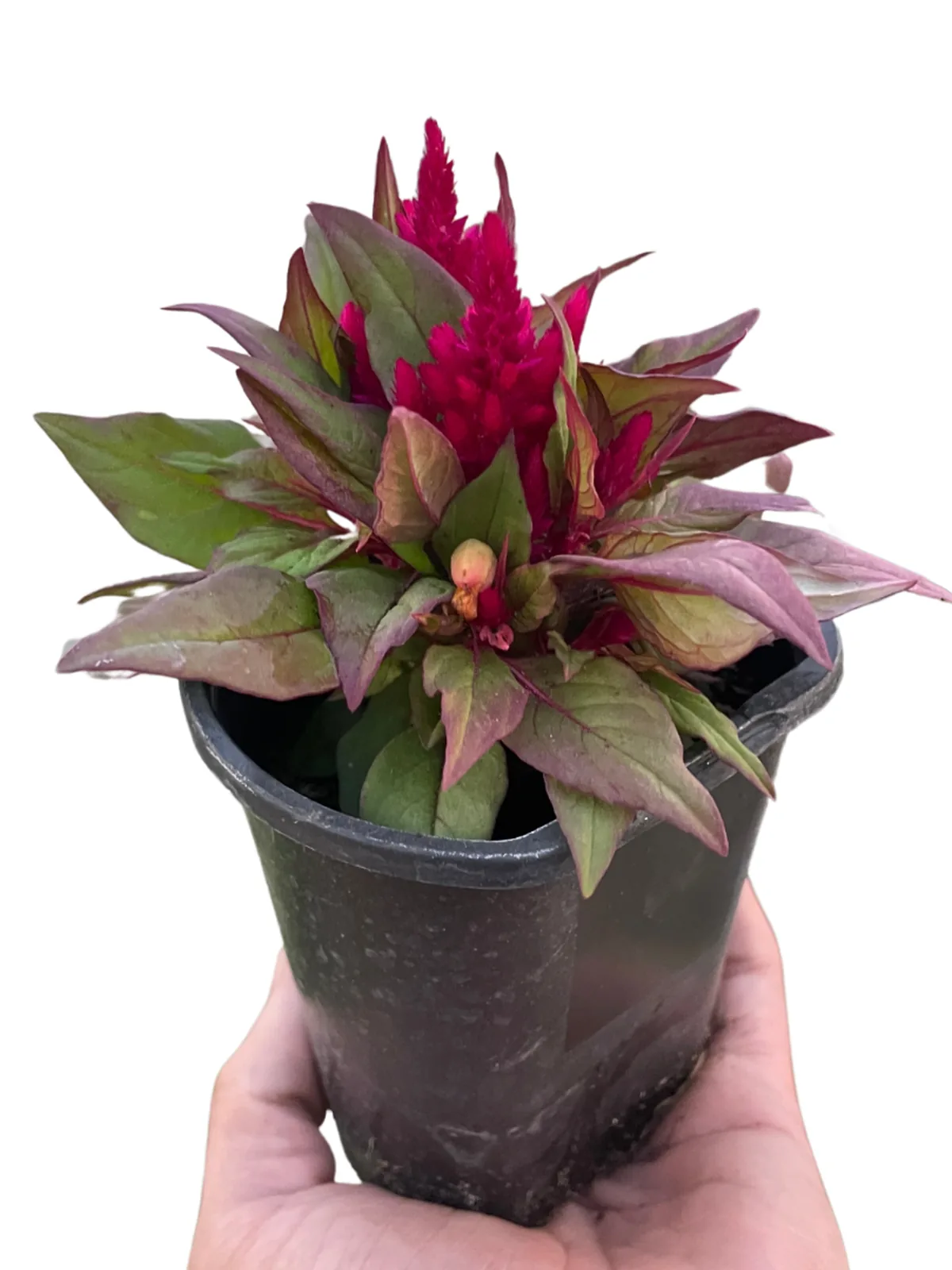 Celosia Red houseplant