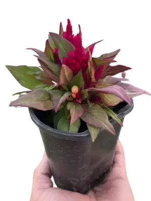 Celosia Yellow houseplant