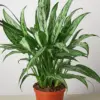 Chinese Evergreen 'Cutlass' houseplant