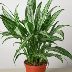 Chinese Evergreen 'Cutlass' houseplant