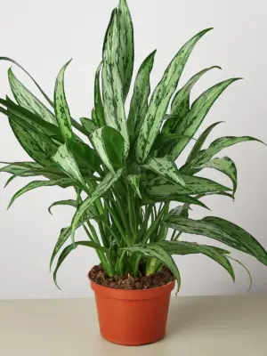 Chinese Evergreen 'Cutlass' houseplant