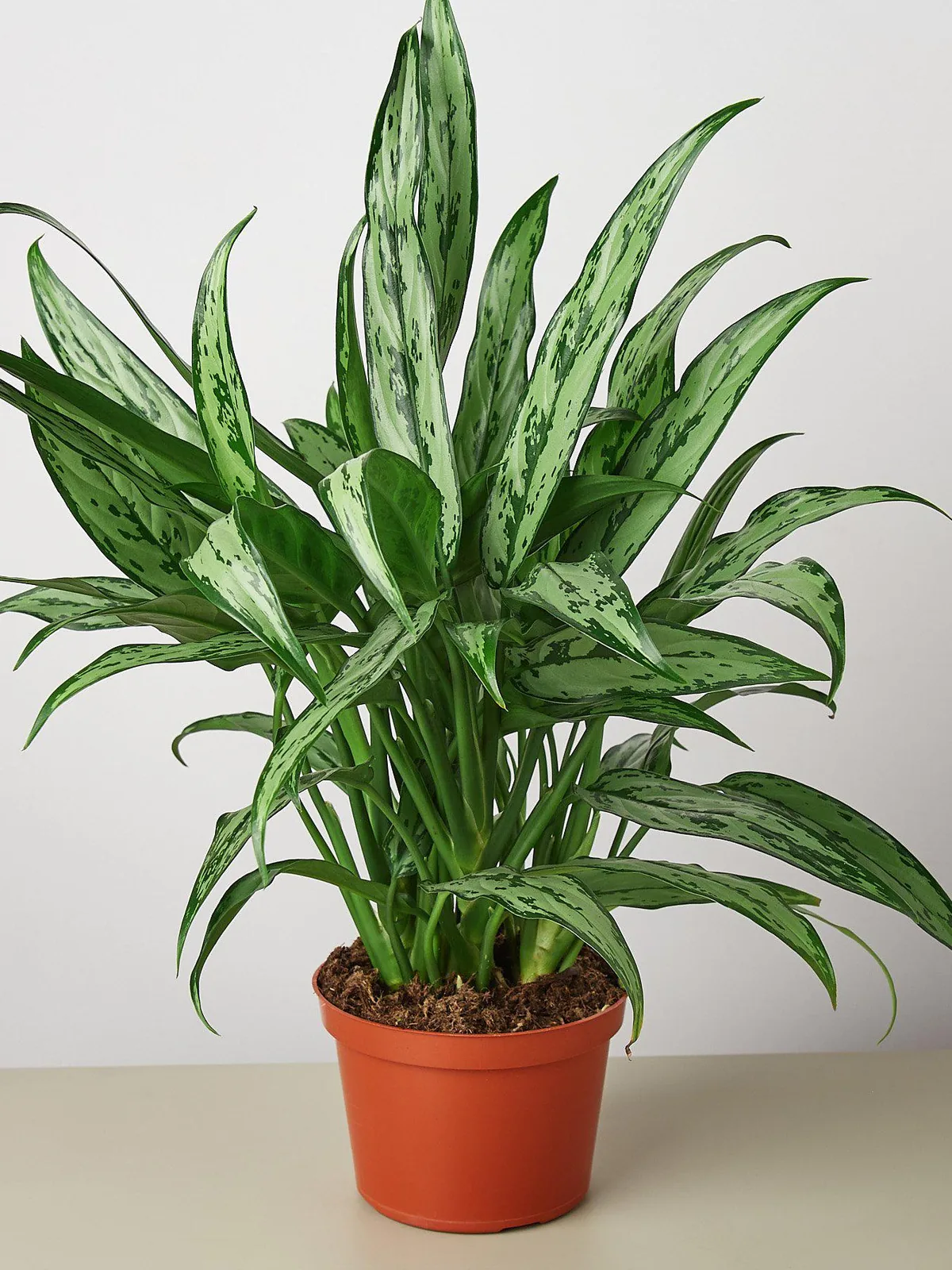 Chinese Evergreen 