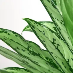 Chinese Evergreen 'Cutlass' — leaf detail close-up