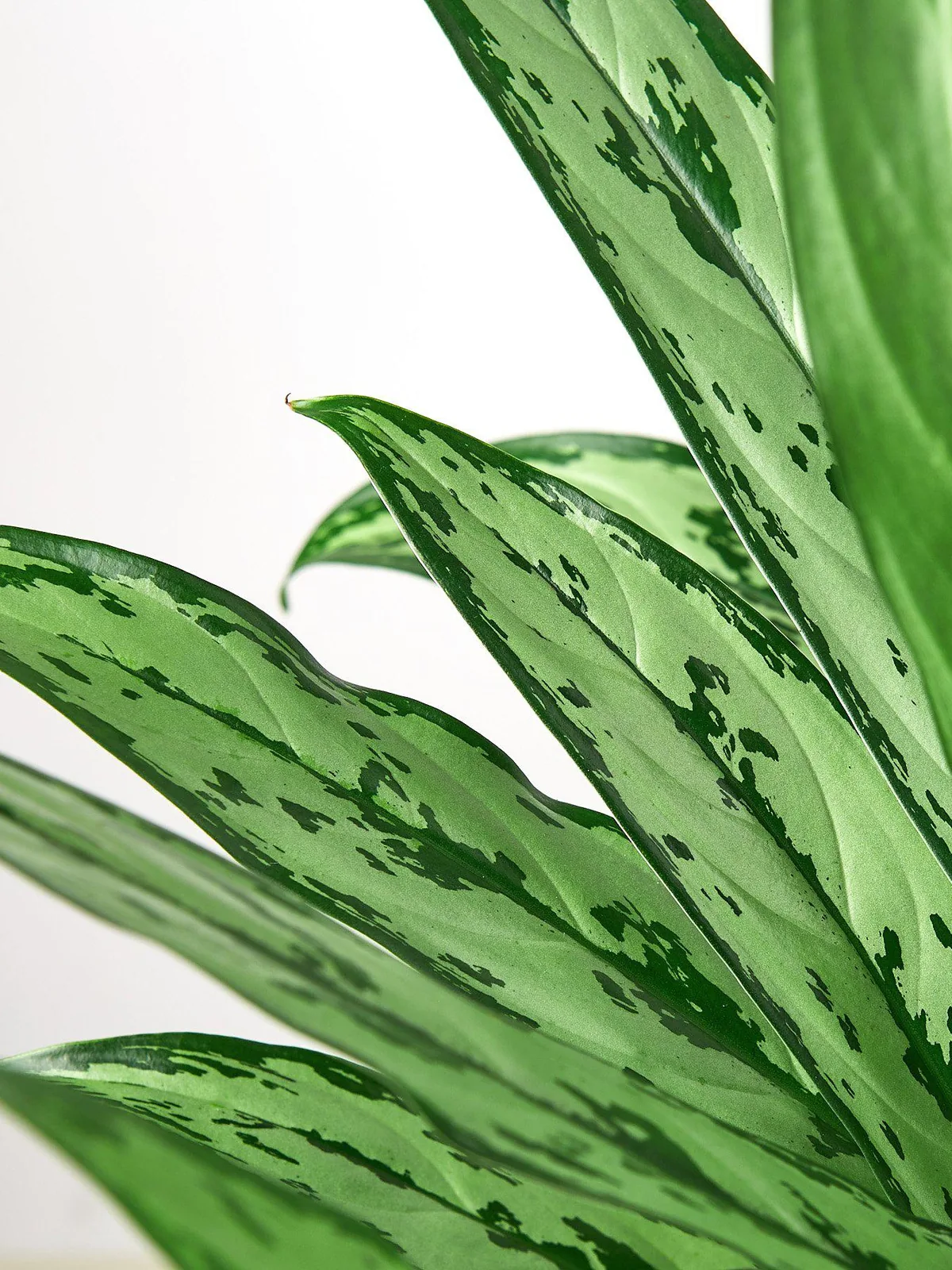 Chinese Evergreen 
