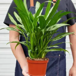 Chinese Evergreen 'Cutlass' — held in hand for size reference