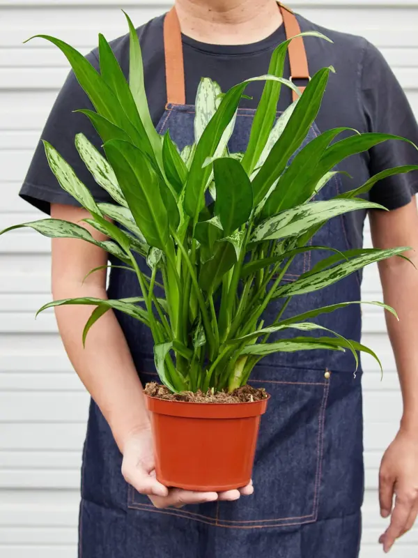 Chinese Evergreen 'Cutlass' — held in hand for size reference