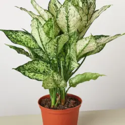 Chinese Evergreen 'First Diamond' houseplant