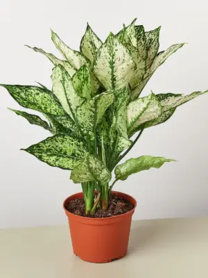 Chinese Evergreen 'First Diamond' houseplant