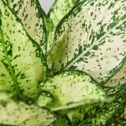 Chinese Evergreen 'First Diamond' — additional view