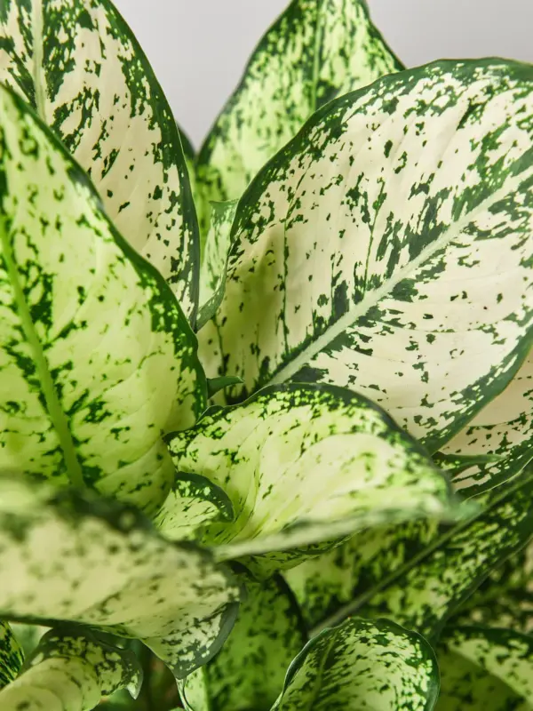 Chinese Evergreen 'First Diamond' — additional view