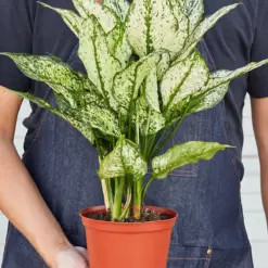 Chinese Evergreen 'First Diamond' — held in hand for size reference