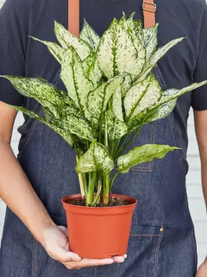 Chinese Evergreen 'First Diamond' — held in hand for size reference