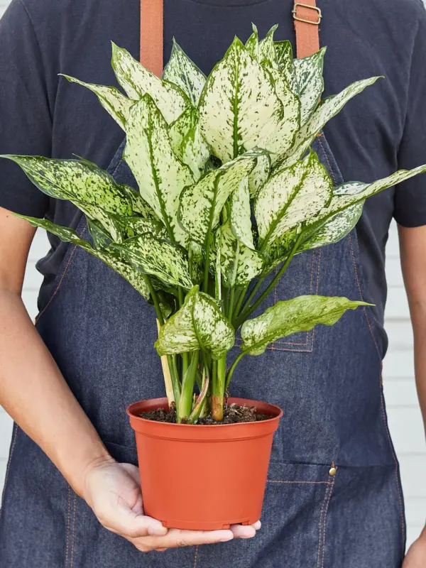 Chinese Evergreen 'First Diamond' — held in hand for size reference