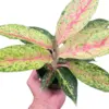 Chinese Evergreen 'Karat' houseplant