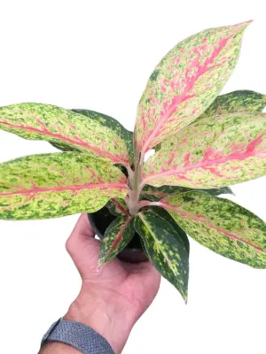 Chinese Evergreen 'Karat' houseplant