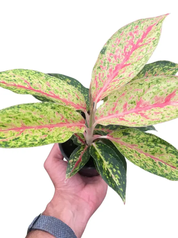 Chinese Evergreen 'Karat' houseplant