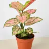 Chinese Evergreen 'Lady Valentine' houseplant