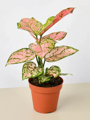 Chinese Evergreen 'Lady Valentine' houseplant