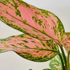 Chinese Evergreen 'Lady Valentine' — additional view