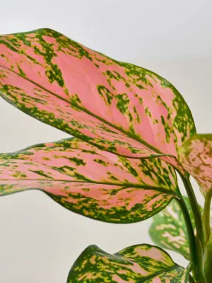 Chinese Evergreen 'Lady Valentine' — additional view
