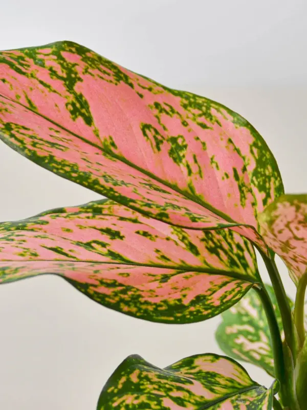 Chinese Evergreen 'Lady Valentine' — additional view