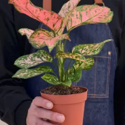 Chinese Evergreen 'Lady Valentine' — held in hand for size reference