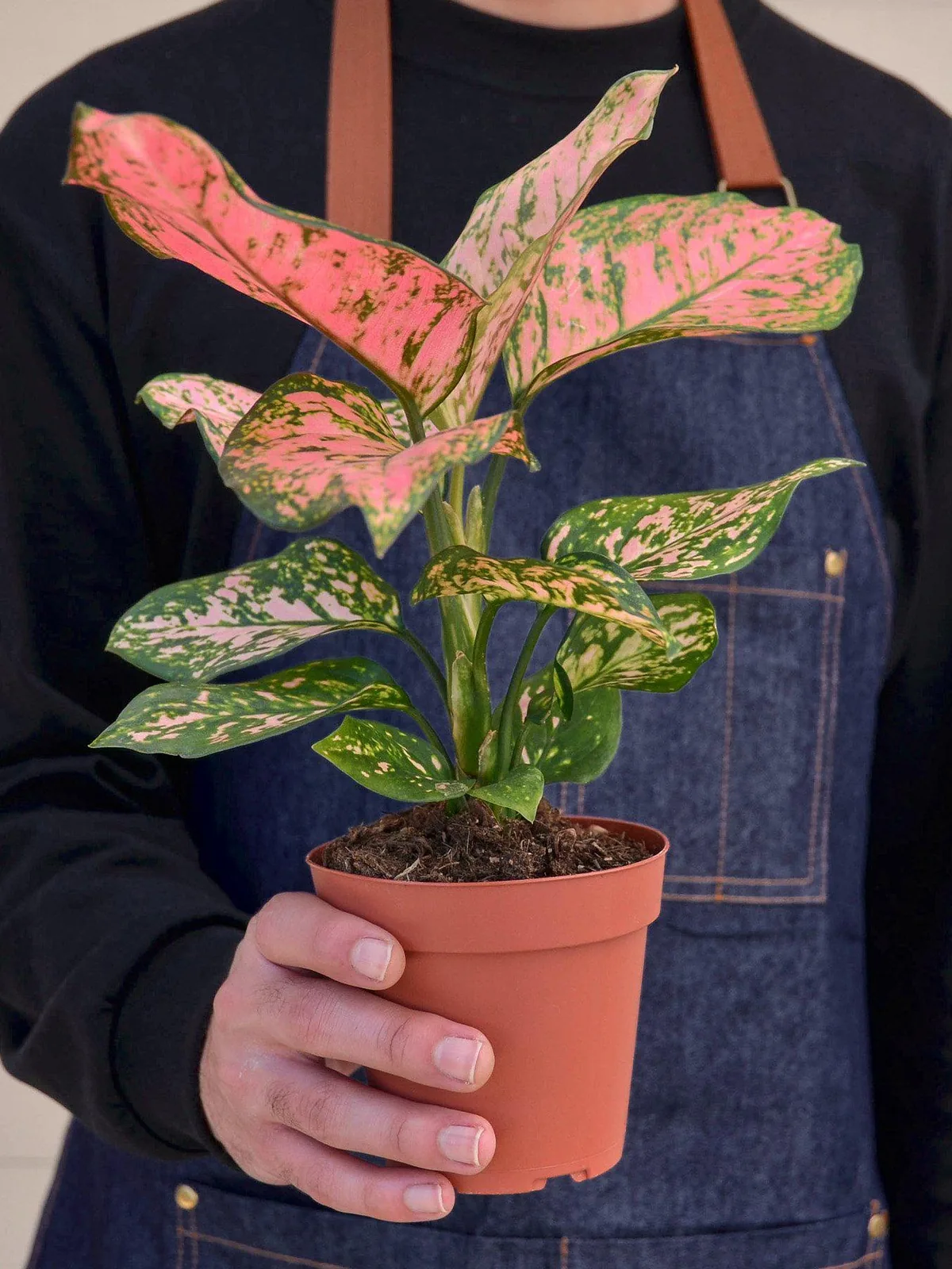 Chinese Evergreen 