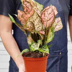 Chinese Evergreen 'Lady Valentine' — held in hand for size reference