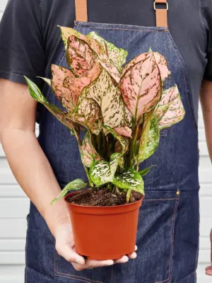 Chinese Evergreen 'Lady Valentine' — held in hand for size reference
