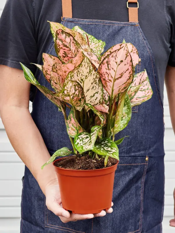 Chinese Evergreen 'Lady Valentine' — held in hand for size reference