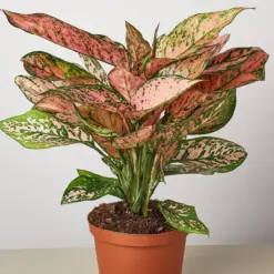 Chinese Evergreen 'Lady Valentine' — additional view