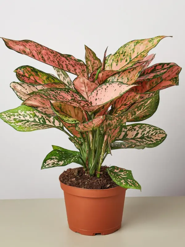 Chinese Evergreen 'Lady Valentine' — additional view