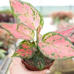 Chinese Evergreen 'Lady Valentine' — additional view