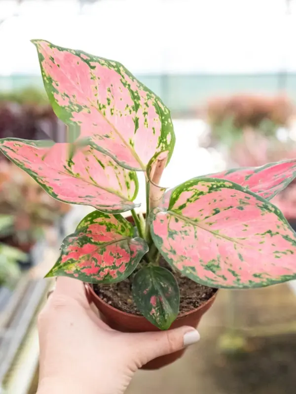 Chinese Evergreen 'Lady Valentine' — additional view