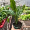Chinese Evergreen 'Maria' houseplant