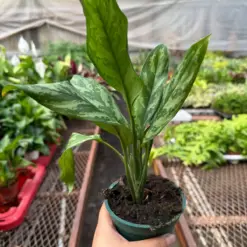 Chinese Evergreen 'Maria' houseplant