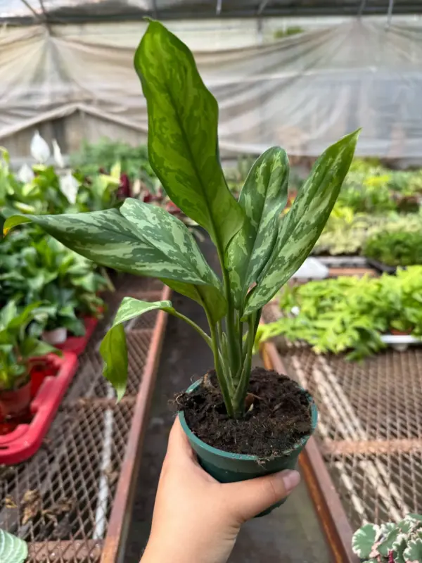Chinese Evergreen 'Maria' houseplant