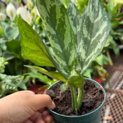 Chinese Evergreen 'Maria' — additional view