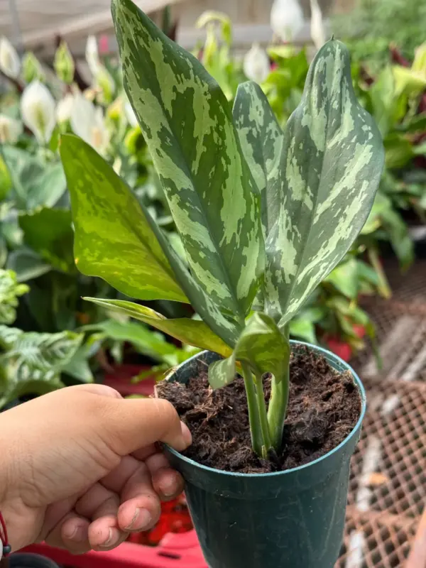 Chinese Evergreen 'Maria' — additional view