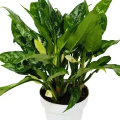 Chinese Evergreen 'Maria' — additional view